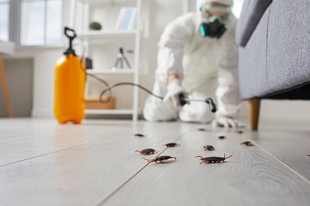 Affordable Termite Control solutions in Richton, MS